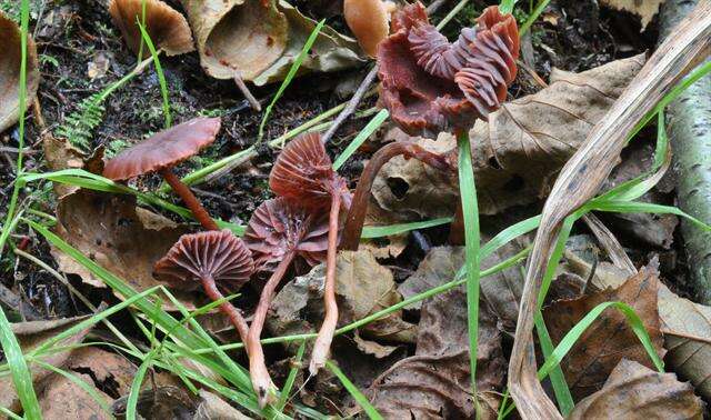 Image of Laccaria purpureobadia D. A. Reid 1966