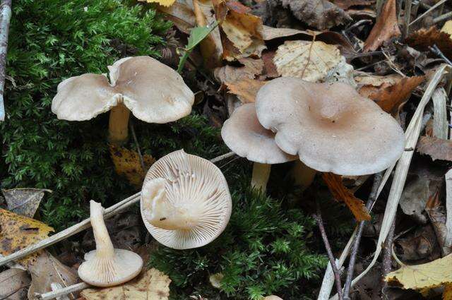 Image of Birch Milkcap