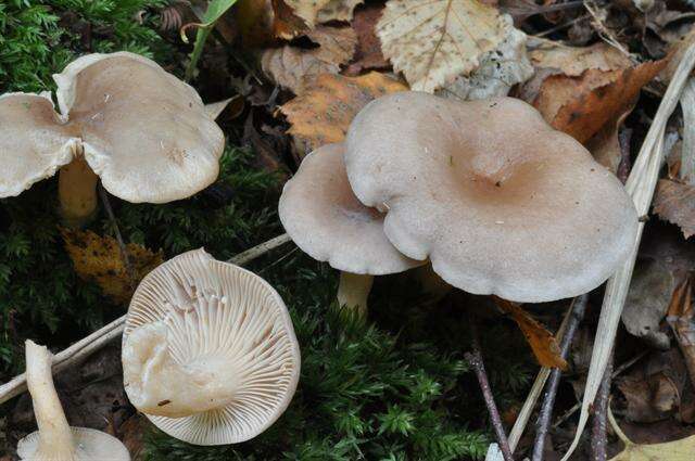 Image of Birch Milkcap