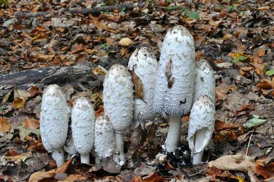 Image of Coprinus