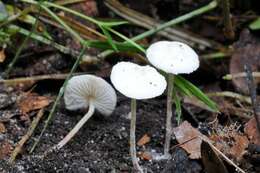 Image of Cystolepiota