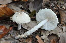 Image of Lepiota