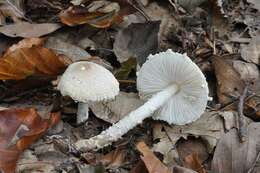 Image of Lepiota