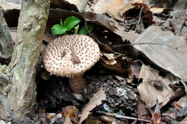 Echinoderma echinaceum (J. E. Lange) Bon 1991 resmi