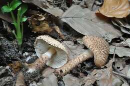 Echinoderma echinaceum (J. E. Lange) Bon 1991 resmi