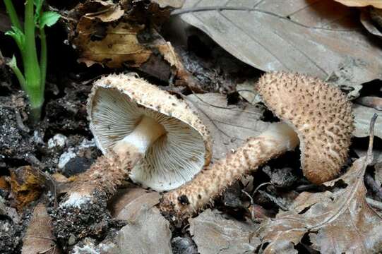 Echinoderma echinaceum (J. E. Lange) Bon 1991 resmi