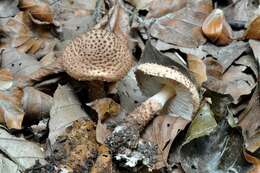 Echinoderma echinaceum (J. E. Lange) Bon 1991 resmi