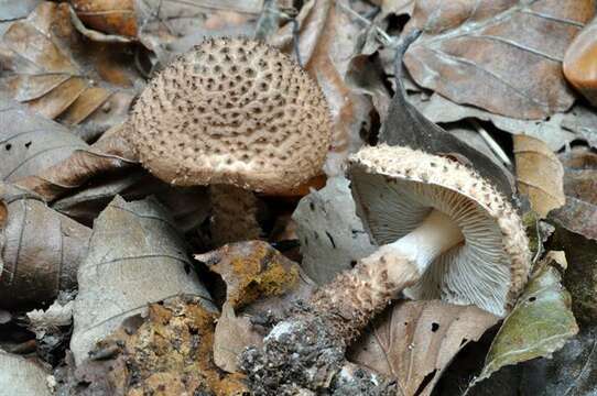 Echinoderma echinaceum (J. E. Lange) Bon 1991 resmi