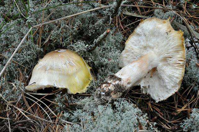 Image of Tricholoma arvernense Bon 1976