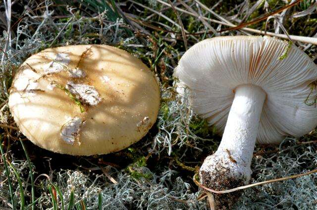 Image of gemmed Amanita