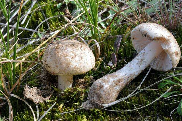 Image of gemmed Amanita