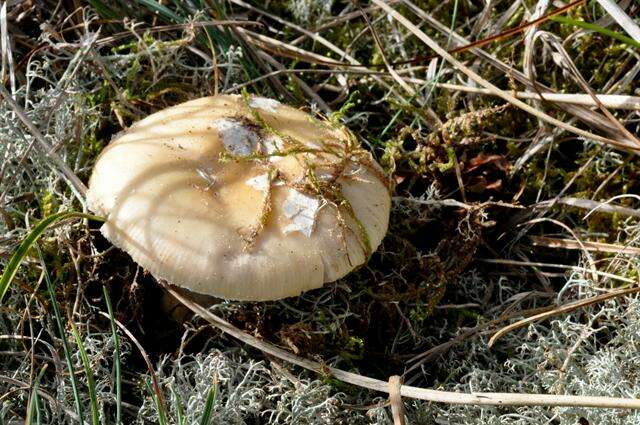 Image of gemmed Amanita