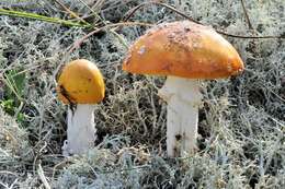 Image of Amanita