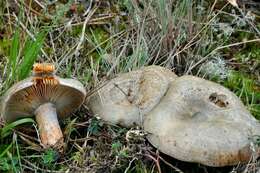 Image of Milk Cap Mushrooms