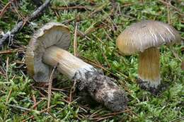 Image of Tricholoma arvernense Bon 1976