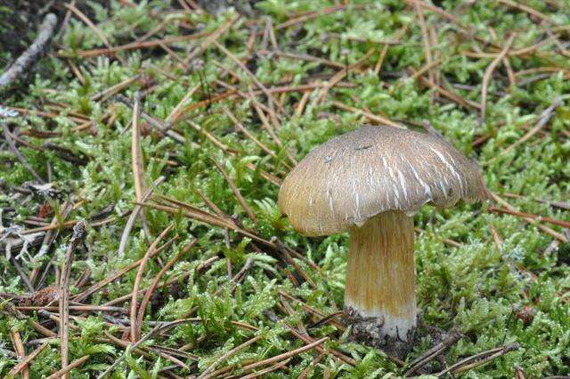 Image of Tricholoma arvernense Bon 1976