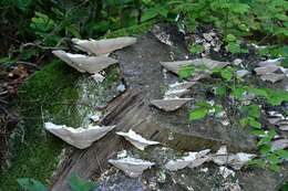 Image of Trametes