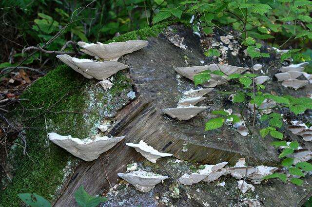 Image of Trametes