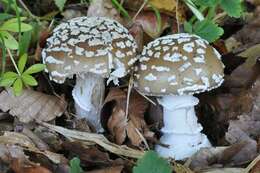 Image of Amanita