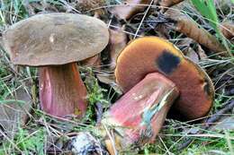 Image of Neoboletus