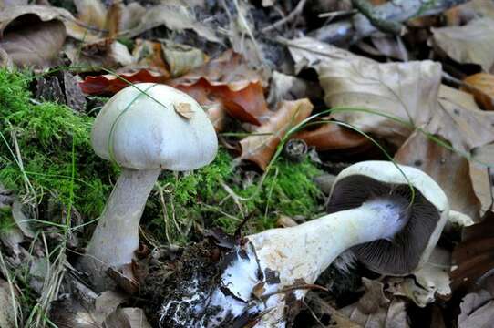 Image of Cortinarius lebretonii Quél. 1880