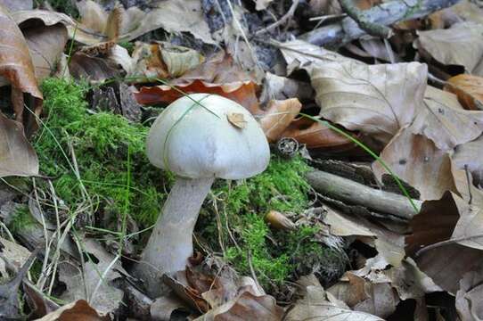 Image of Cortinarius lebretonii Quél. 1880