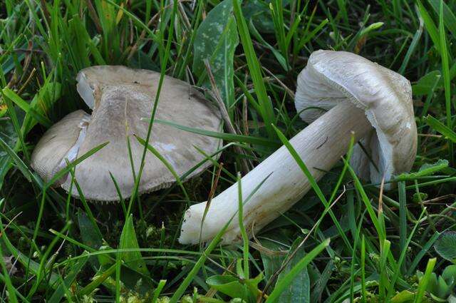 Image of Entoloma prunuloides (Fr.) Quél. 1872