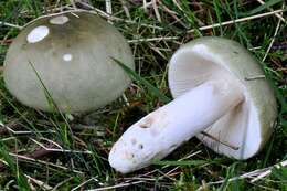 صورة Russula aeruginea Lindblad ex Fr. 1863