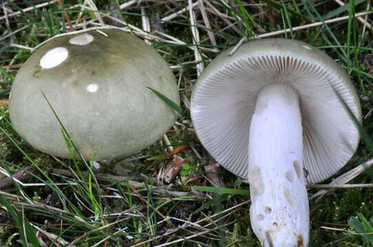 Image of grass green russula