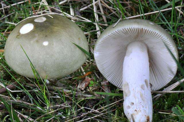 صورة Russula aeruginea Lindblad ex Fr. 1863