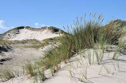 Imagem de Ammophila