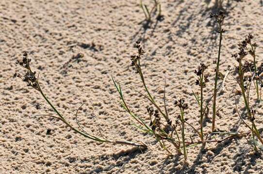 Image of Juncus articulatus subsp. articulatus