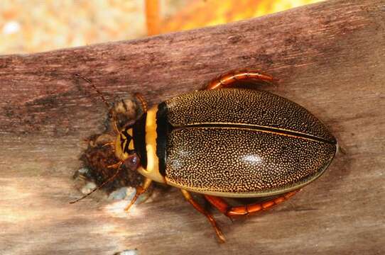 Image of Graphoderus cinereus (Linnaeus 1758)