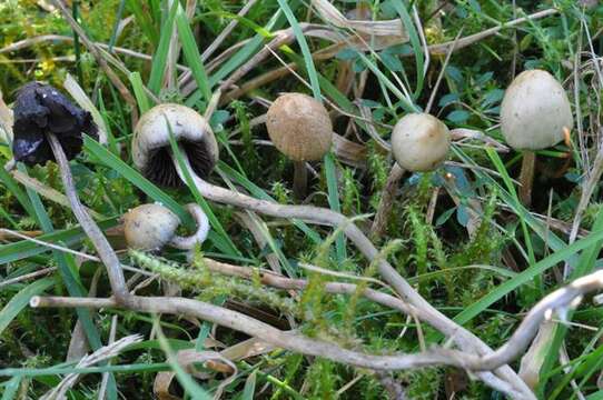 Plancia ëd Psilocybe