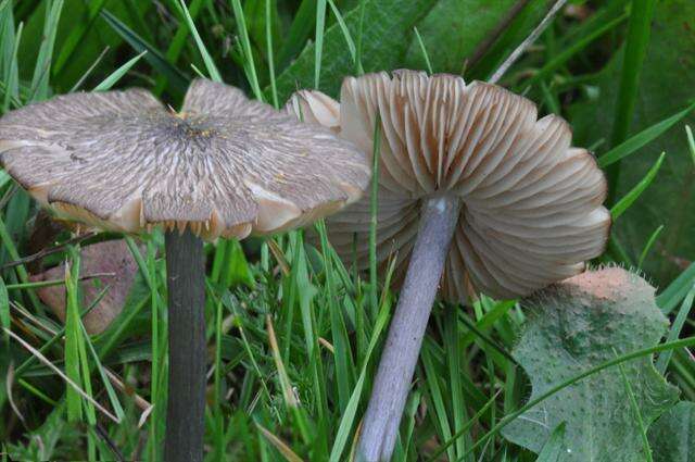 Image of Entoloma anatinum (Lasch) Donk 1949