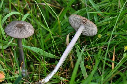 Image of Entoloma atrocoeruleum Noordel. 1987