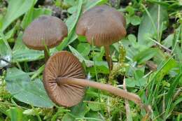 Слика од Entoloma papillatum (Bres.) Dennis 1953