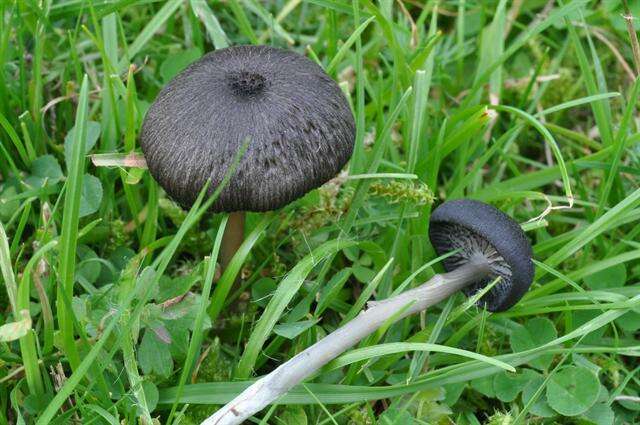 Image of Entoloma serrulatum (Fr.) Hesler 1967