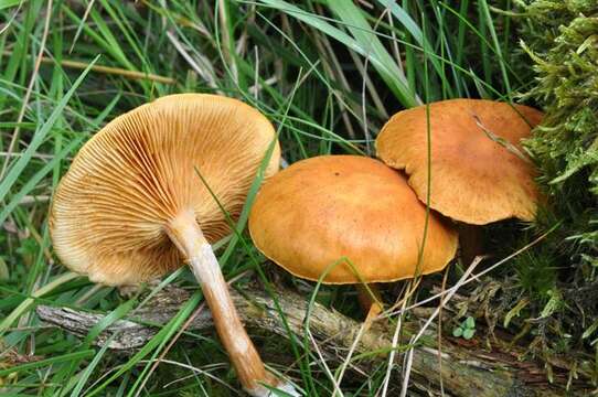 Imagem de Gymnopilus