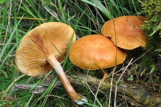 Image of Gymnopilus