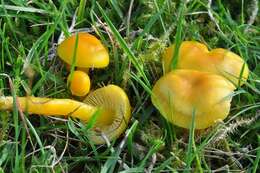 Hygrocybe resmi