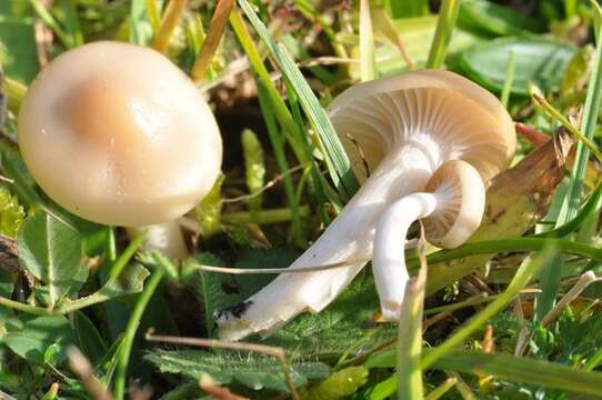 Image of Snowy Waxcap