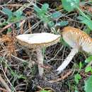 Lepiota subalba Kühner ex P. D. Orton 1960 resmi