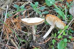 Lepiota subalba Kühner ex P. D. Orton 1960 resmi