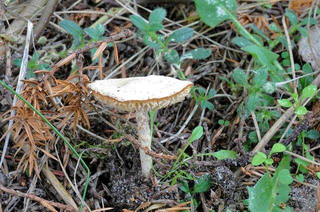 Lepiota subalba Kühner ex P. D. Orton 1960 resmi