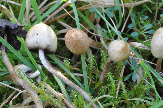 Plancia ëd Psilocybe