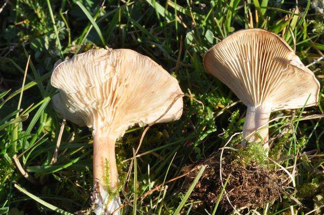 Image of Sweating mushroom