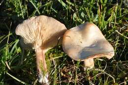 Image of Sweating mushroom