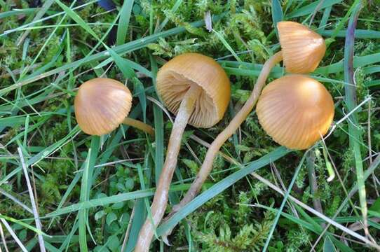 Image of Galerina mniophila (Lasch) Kühner 1935