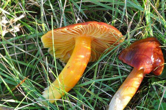 Image of Scarlet Waxy Cap